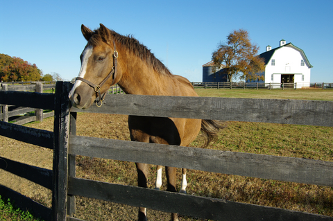 horse farm